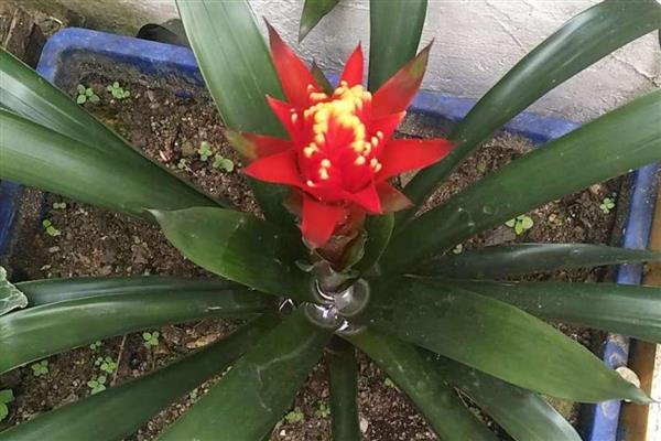 水塔花根部腐烂怎么处理，需杀菌除虫、取出根茎等