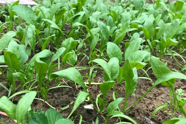 菠菜直接撒地上后多久能发芽，6-7天就可以发芽了