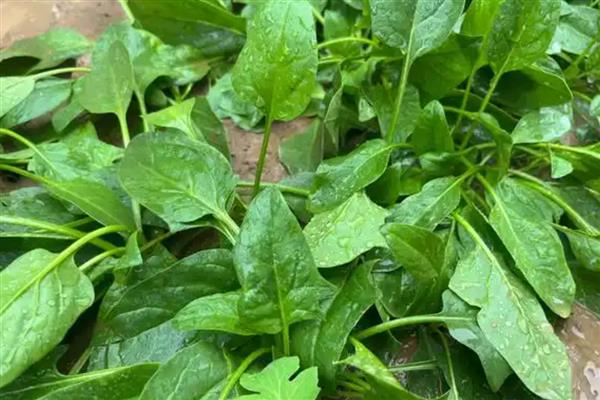 菠菜直接撒地上后多久能发芽，6-7天就可以发芽了