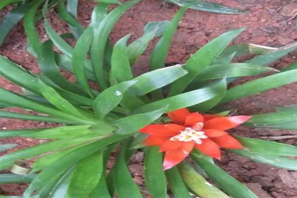 水塔花根部腐烂怎么处理，需杀菌除虫、取出根茎等