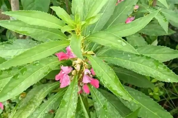 凤仙花出现黑色虫子怎么处理，喷施草木灰与洗衣粉的混合液可以灭杀