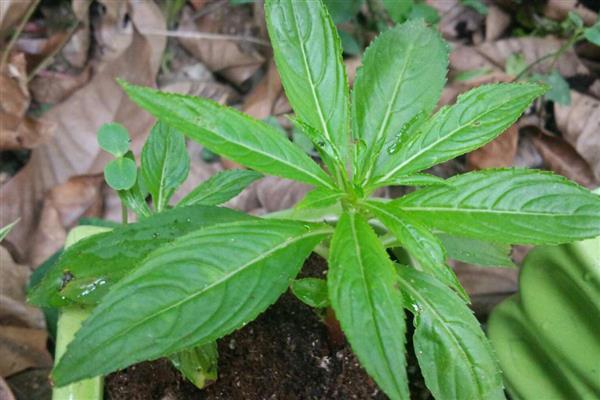 凤仙花出现黑色虫子怎么处理，喷施草木灰与洗衣粉的混合液可以灭杀