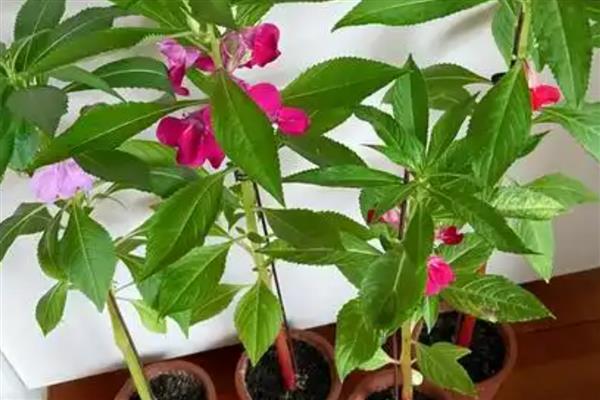 凤仙花出现黑色虫子怎么处理，喷施草木灰与洗衣粉的混合液可以灭杀