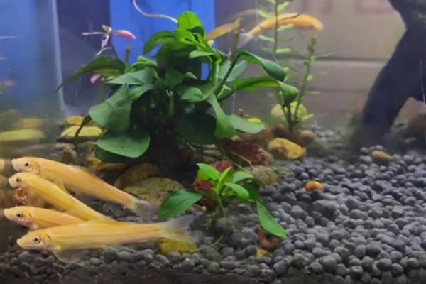 金苔鼠能不能用冷水饲养，水温低于18℃便容易患病