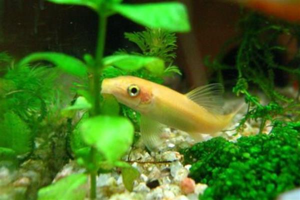 金苔鼠能不能用冷水饲养，水温低于18℃便容易患病