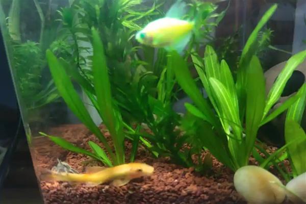 金苔鼠能不能用冷水饲养，水温低于18℃便容易患病