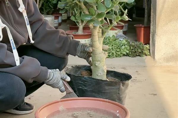 怎么养玉树，适宜生长的温度为20-30℃
