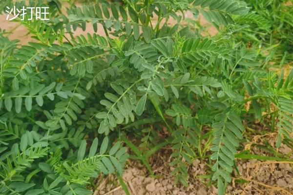 哪些牧草适合种在盐碱地上面，披碱草、狼尾草、大米草等品种可供选择