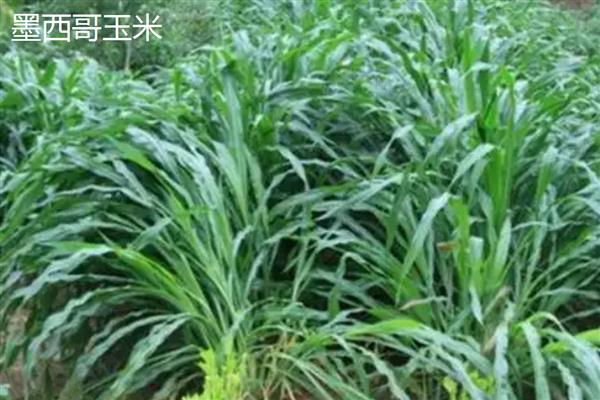 哪些牧草适合种在盐碱地上面，披碱草、狼尾草、大米草等品种可供选择