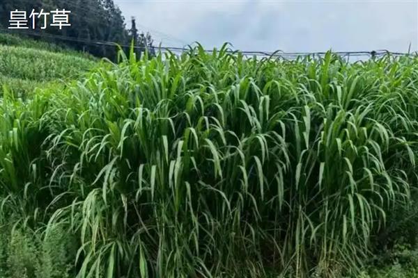 哪些牧草适合种在盐碱地上面，披碱草、狼尾草、大米草等品种可供选择