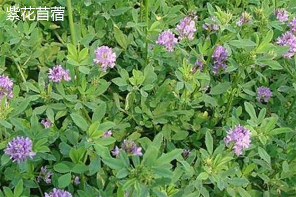 哪些牧草适合种在盐碱地上面，披碱草、狼尾草、大米草等品种可供选择