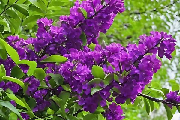丁香花的特点，其繁殖能力较强