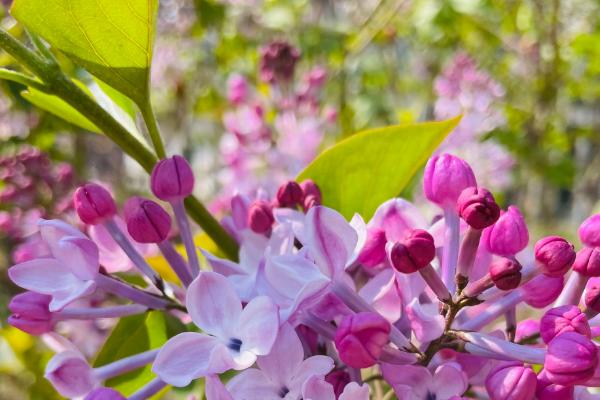丁香花的特点，其繁殖能力较强