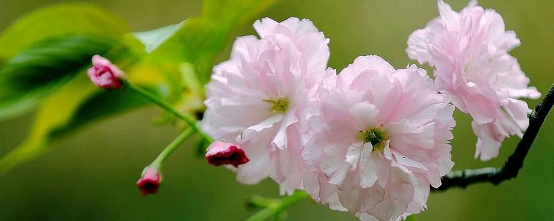 樱花盆栽的修剪方法，花期过后及时修剪残花