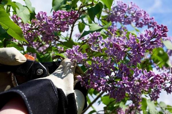 丁香花的特点，其繁殖能力较强