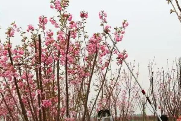 樱花盆栽的修剪方法，花期过后及时修剪残花