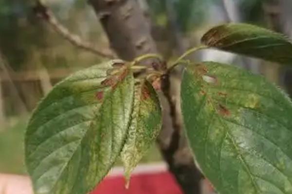 樱花盆栽的修剪方法，花期过后及时修剪残花