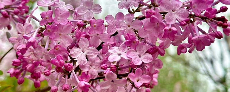 丁香花的特点，其繁殖能力较强
