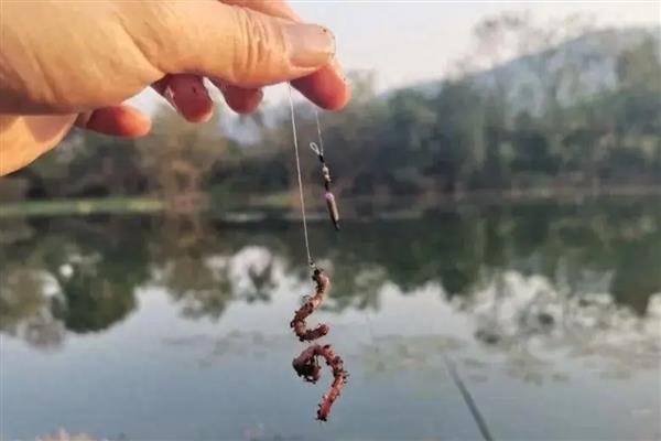 钓罗非鱼用什么饵料，推荐自然饵料、商品饵料等