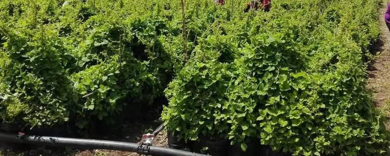 南沙参的种植技术，多用种子繁殖
