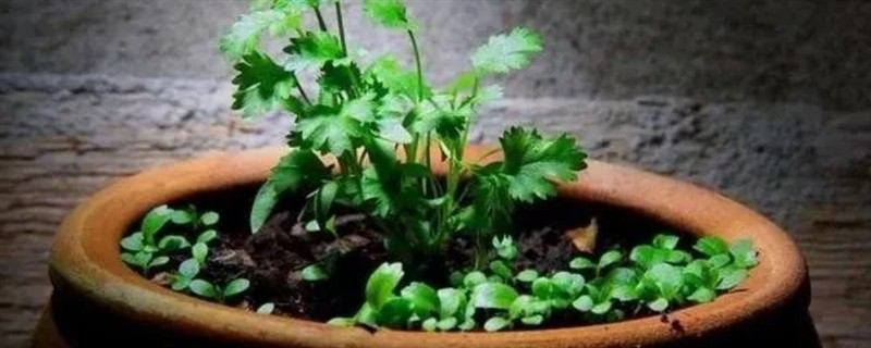 室内养哪些植物不生虫，推荐香菜、韭菜等