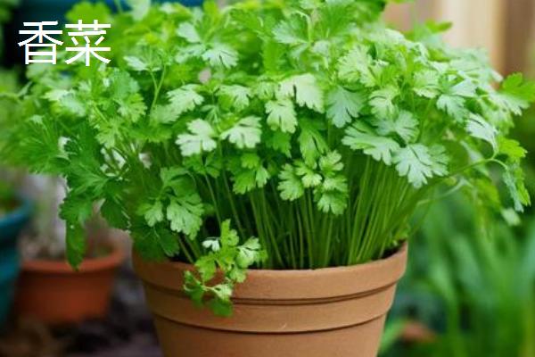 室内养哪些植物不生虫,推荐香菜、韭菜等