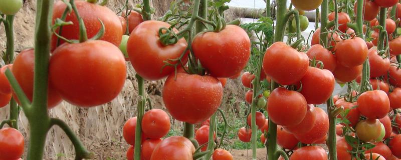 番茄病毒病怎么防治，培育无病无虫苗是重中之重