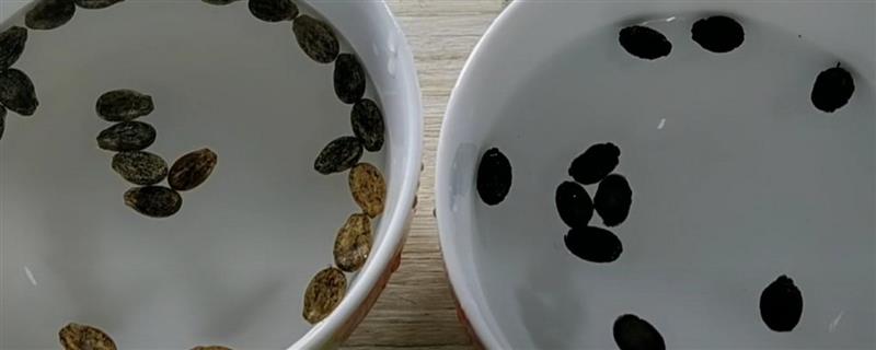 丝瓜浸种时间，用温水浸泡要持续4小时