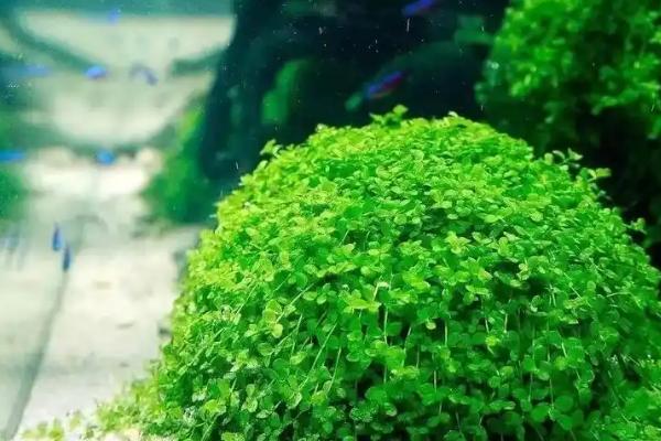 矮珍珠怎么种不会飘起来，要选择中性砂砾掺基肥垫底
