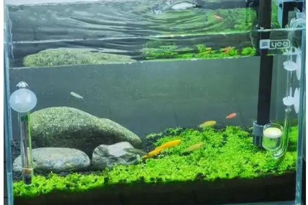 矮珍珠怎么种不会飘起来，要选择中性砂砾掺基肥垫底