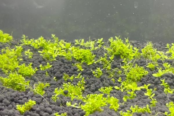 矮珍珠怎么种不会飘起来，要选择中性砂砾掺基肥垫底