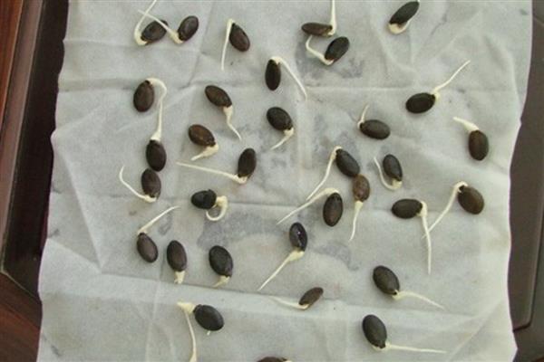 丝瓜浸种时间，用温水浸泡要持续4小时