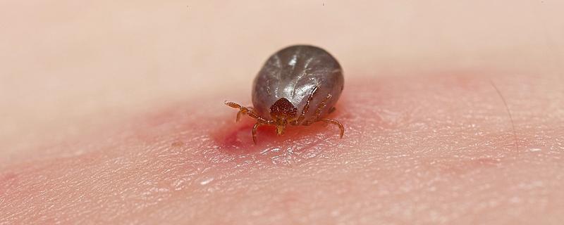 什么是蜱虫，也叫壁虱、扁虱、草爬子等