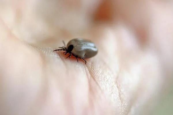 什么是蜱虫，也叫壁虱、扁虱、草爬子等