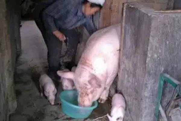 母猪为什么会咬刚出生的仔猪，主要是受到小猪的刺激、缺少营养所致