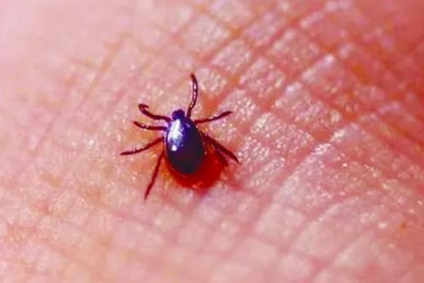 什么是蜱虫，也叫壁虱、扁虱、草爬子等
