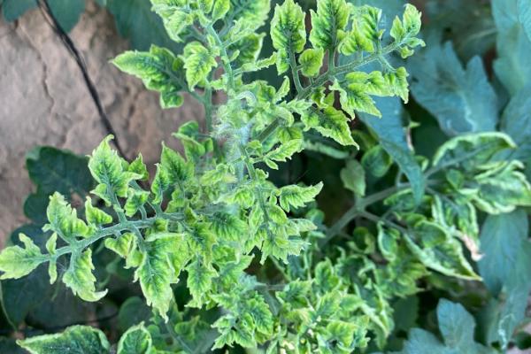 番茄病毒病怎么防治，培育无病无虫苗是重中之重