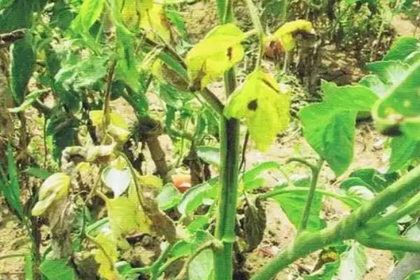 番茄病毒病怎么防治，培育无病无虫苗是重中之重