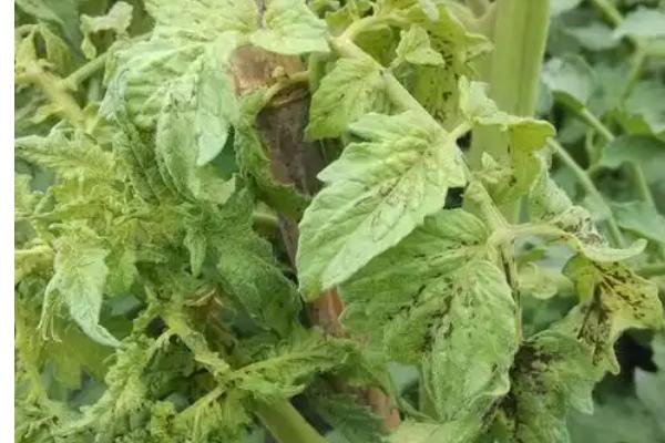 番茄病毒病怎么防治，培育无病无虫苗是重中之重