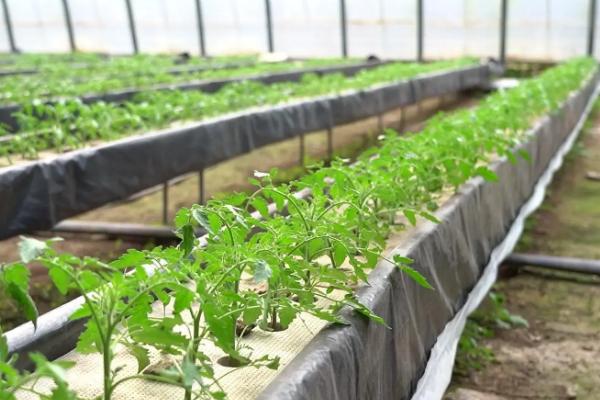 番茄病毒病怎么防治，培育无病无虫苗是重中之重