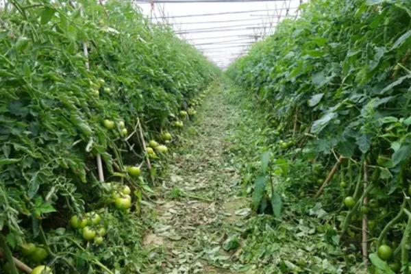 番茄病毒病怎么防治，培育无病无虫苗是重中之重