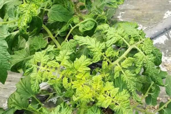 番茄病毒病怎么防治，培育无病无虫苗是重中之重