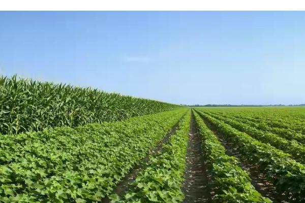 番茄病毒病怎么防治，培育无病无虫苗是重中之重