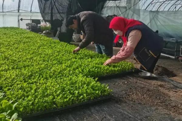 番茄病毒病怎么防治，培育无病无虫苗是重中之重