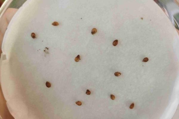 番茄病毒病怎么防治，培育无病无虫苗是重中之重