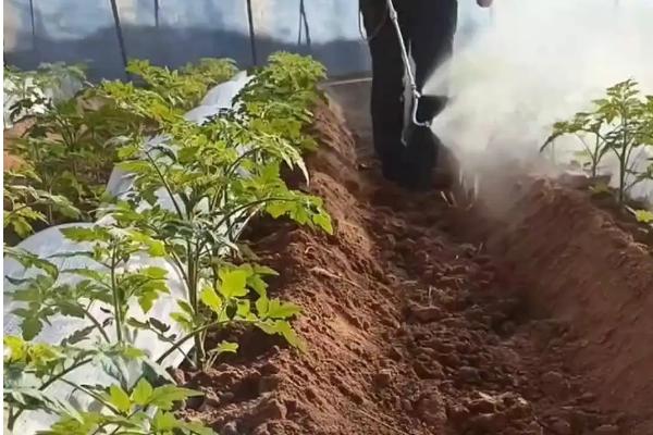 番茄病毒病怎么防治，培育无病无虫苗是重中之重