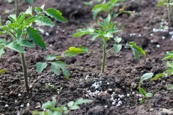 番茄病毒病怎么防治，培育无病无虫苗是重中之重