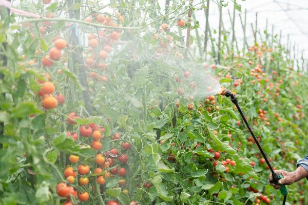 番茄病毒病怎么防治，培育无病无虫苗是重中之重