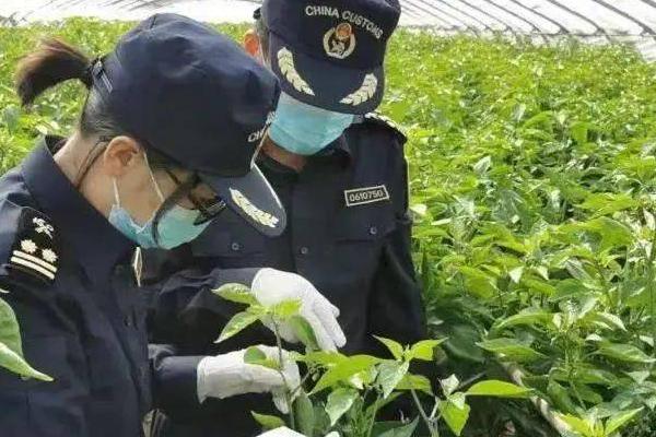 番茄病毒病怎么防治，培育无病无虫苗是重中之重