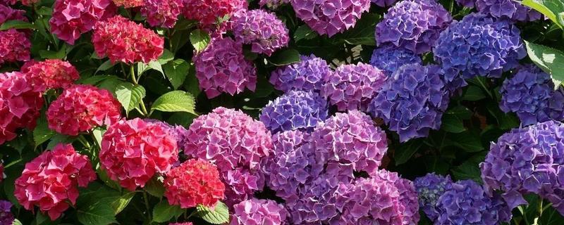 绿色绣球花有什么花语，代表美满团聚、希望等含义
